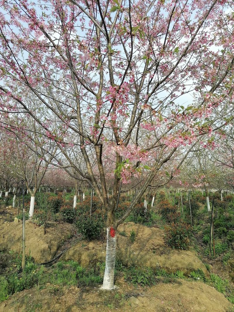 福建山樱花