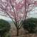 福建山樱花