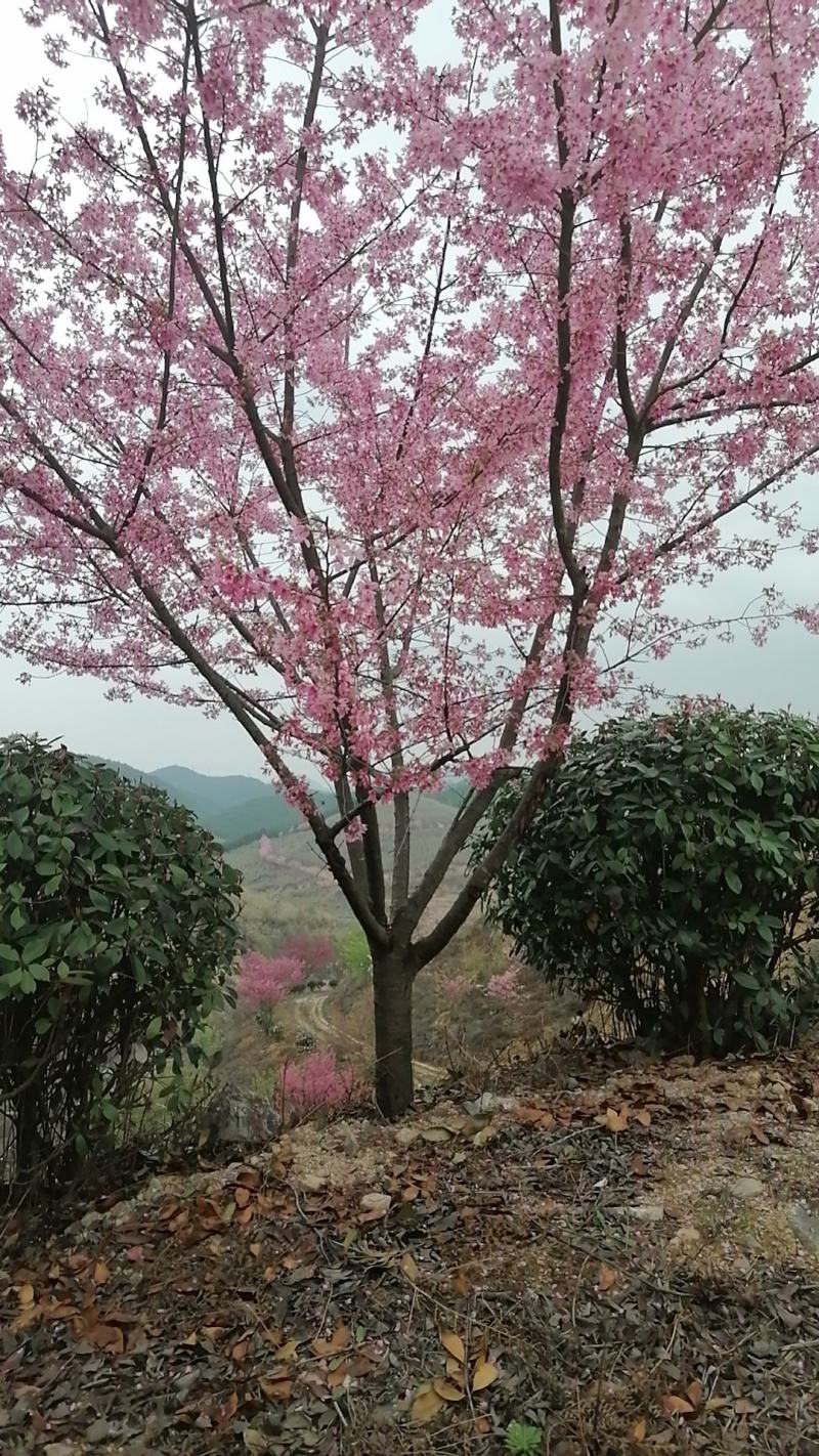 福建山樱花