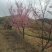 福建山樱花