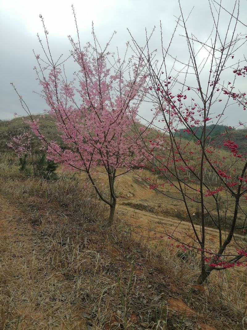 福建山樱花