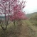 福建山樱花