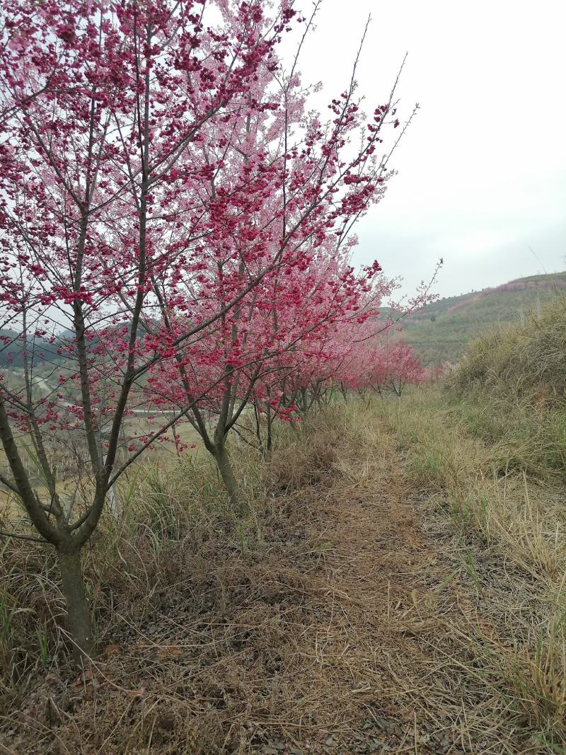 福建山樱花