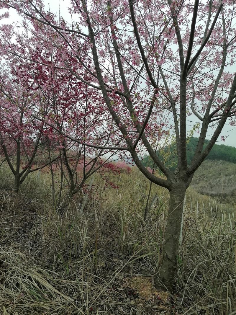 福建山樱花
