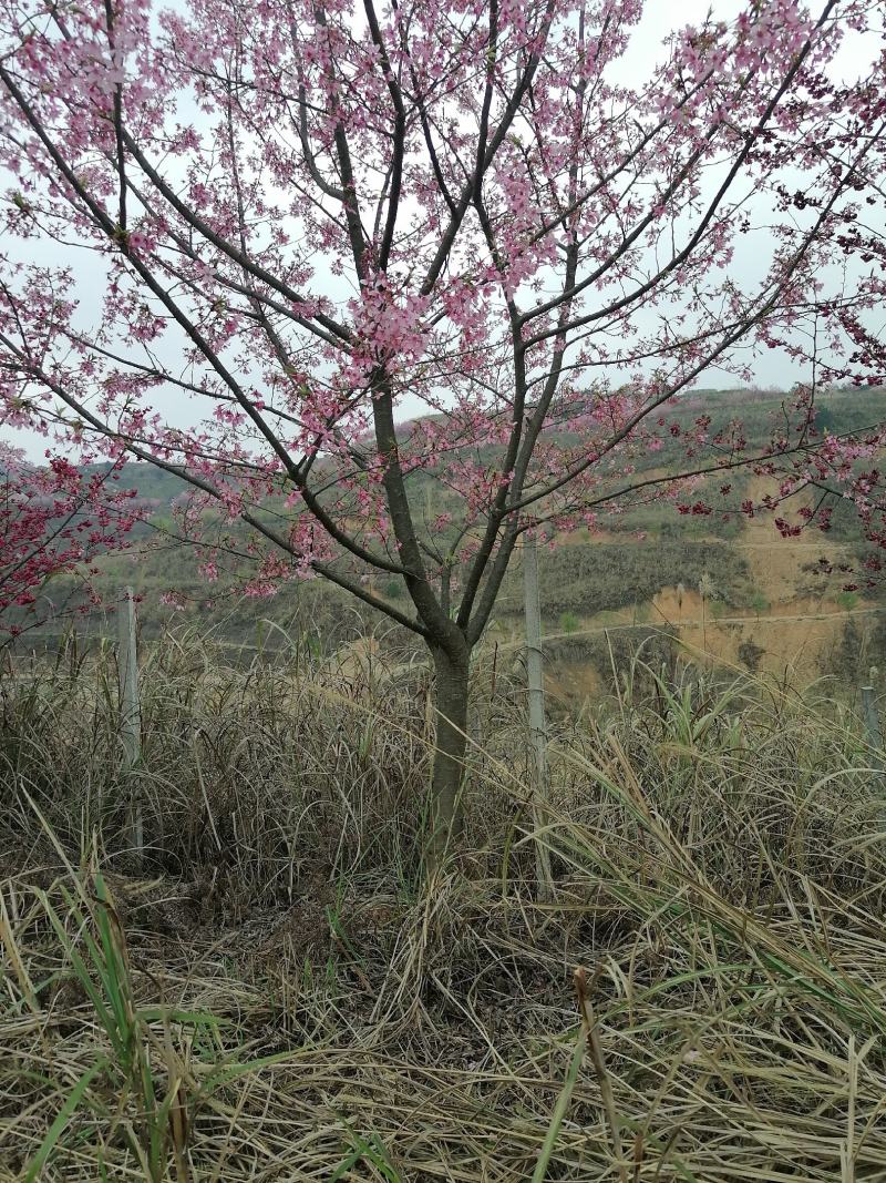 福建山樱花