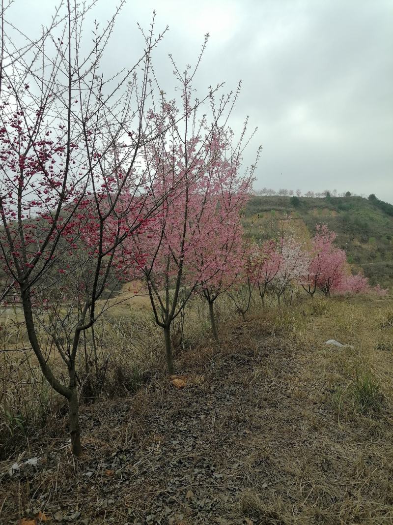 福建山樱花