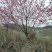 福建山樱花