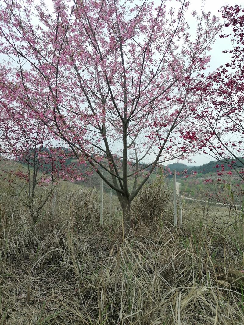 福建山樱花