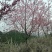 福建山樱花