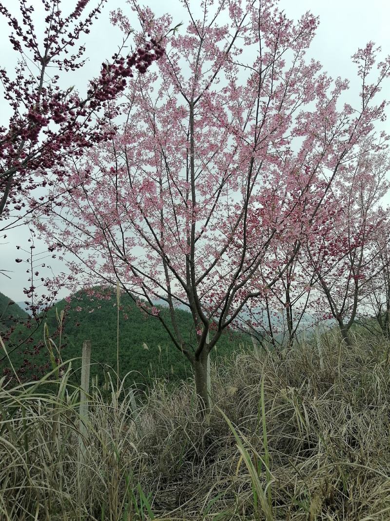 福建山樱花