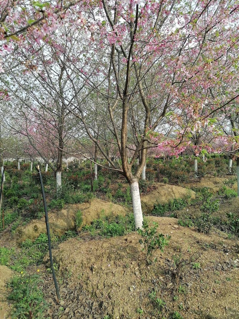 福建山樱花