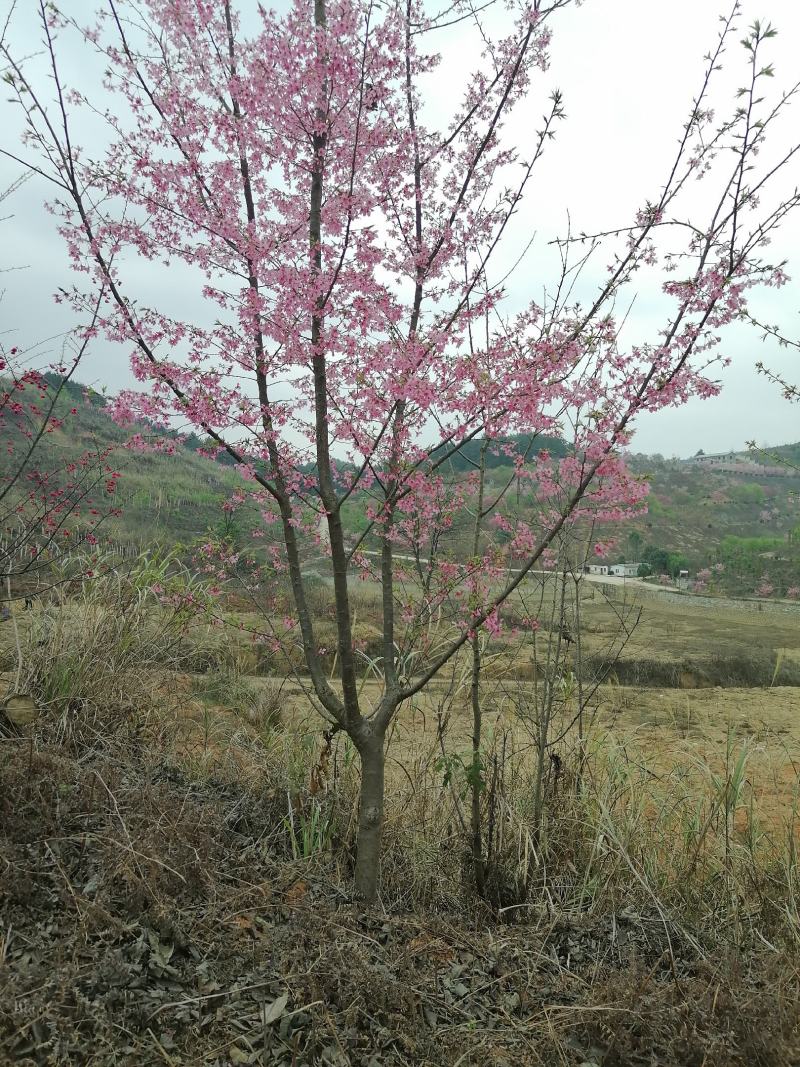 福建山樱花