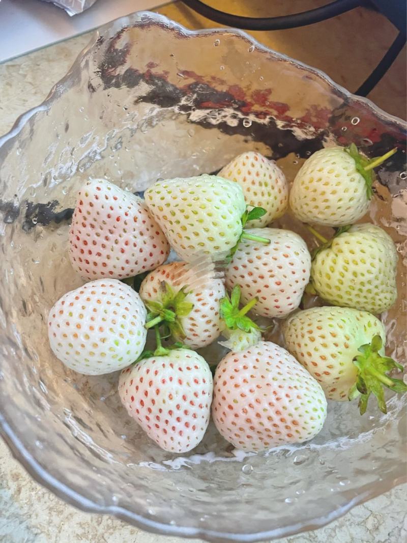 基地培育梦之莹草莓苗雪兔草莓苗天使8号天使AE脱毒
