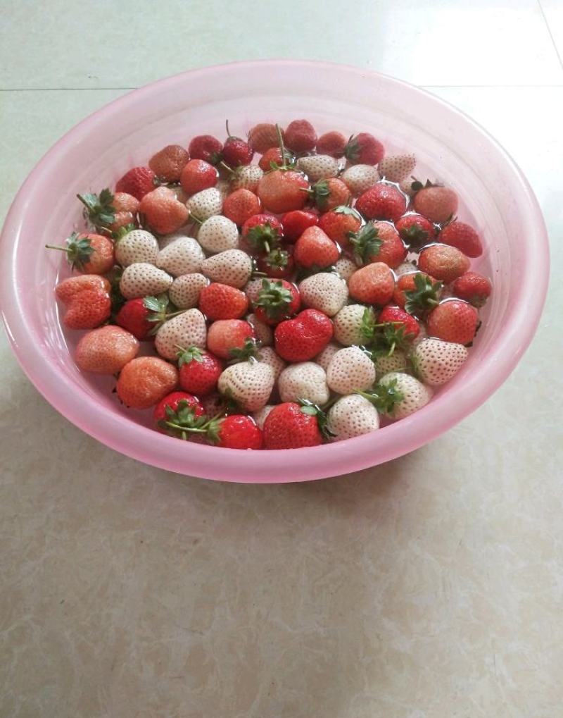 基地培育梦之莹草莓苗雪兔草莓苗天使8号天使AE脱毒