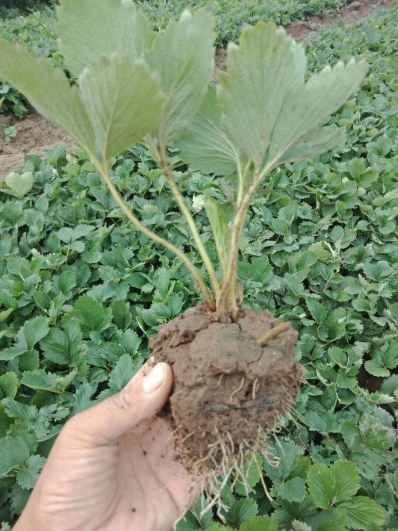 基地培育梦之莹草莓苗雪兔草莓苗天使8号天使AE脱毒