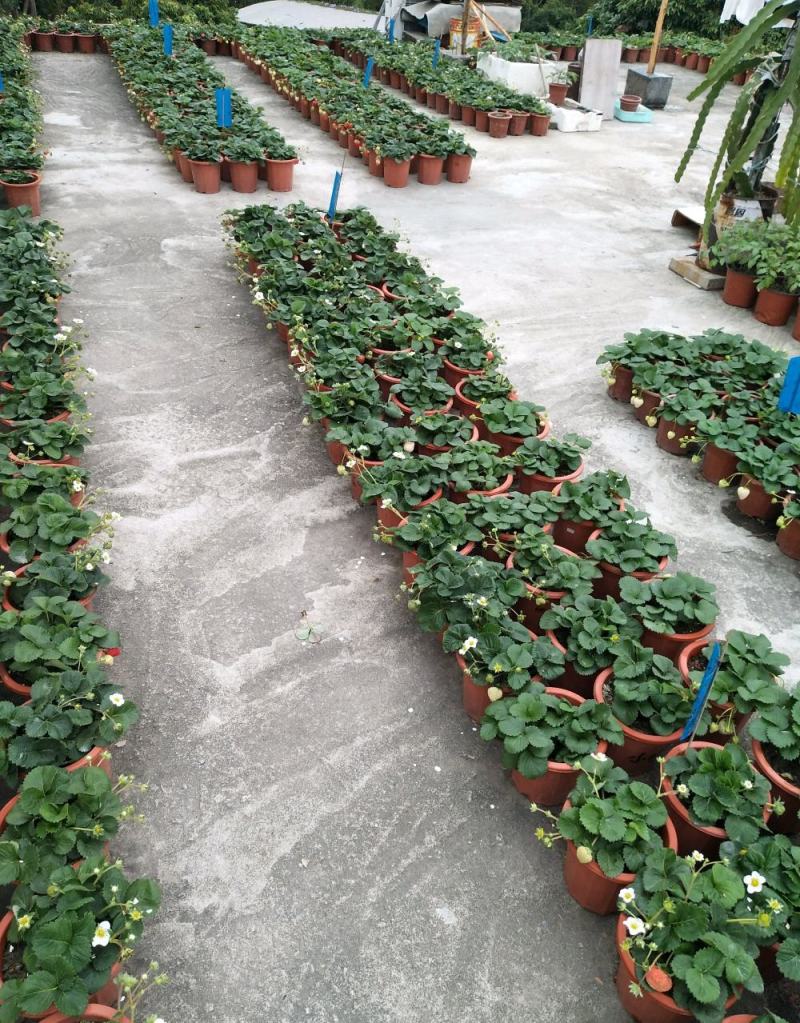 基地培育梦之莹草莓苗雪兔草莓苗天使8号天使AE脱毒