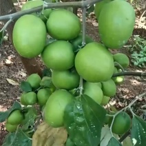 青枣