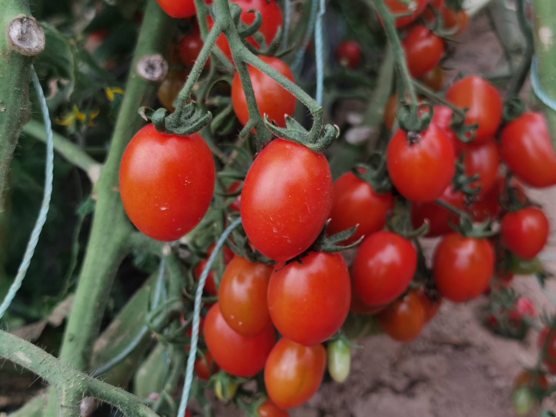 釜山88圣女果成熟果实特写