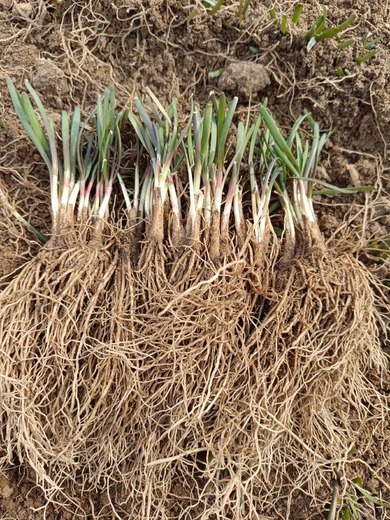 大量供应韭菜苗，一年苗常年供货