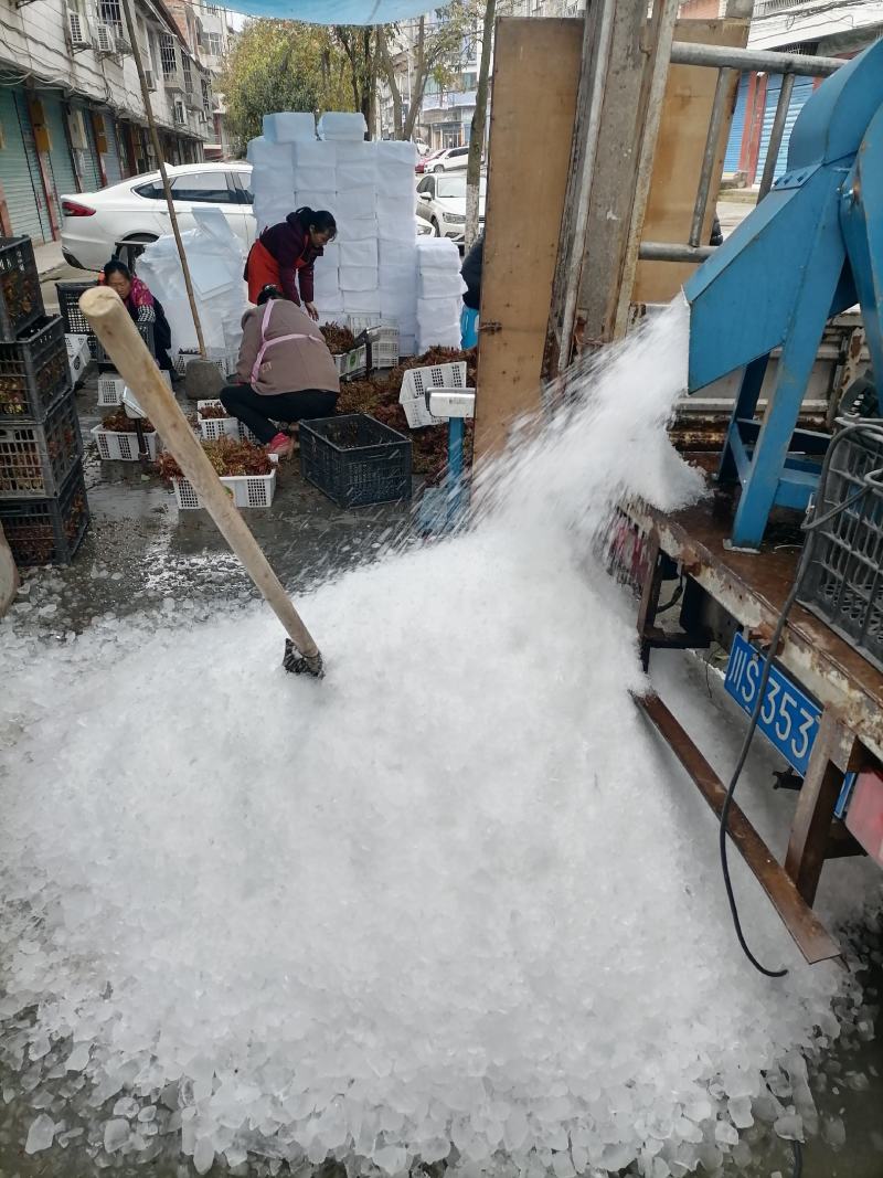 四川大竹香椿芽头茬尾声二茬上市