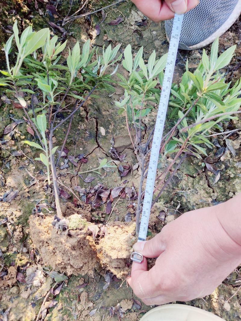 湖南毛鹃湖南杜鹃杜娟杜鹃袋苗杜鹃移栽苗
