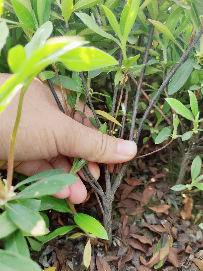 湖南毛鹃湖南杜鹃杜娟杜鹃袋苗杜鹃移栽苗
