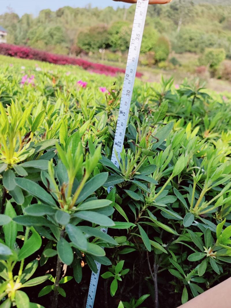 湖南毛鹃湖南杜鹃杜娟杜鹃袋苗杜鹃移栽苗