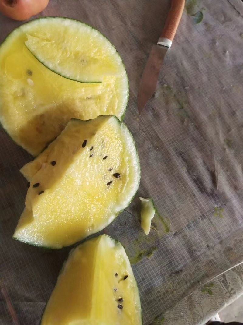 特小凤西瓜