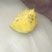 特小凤西瓜