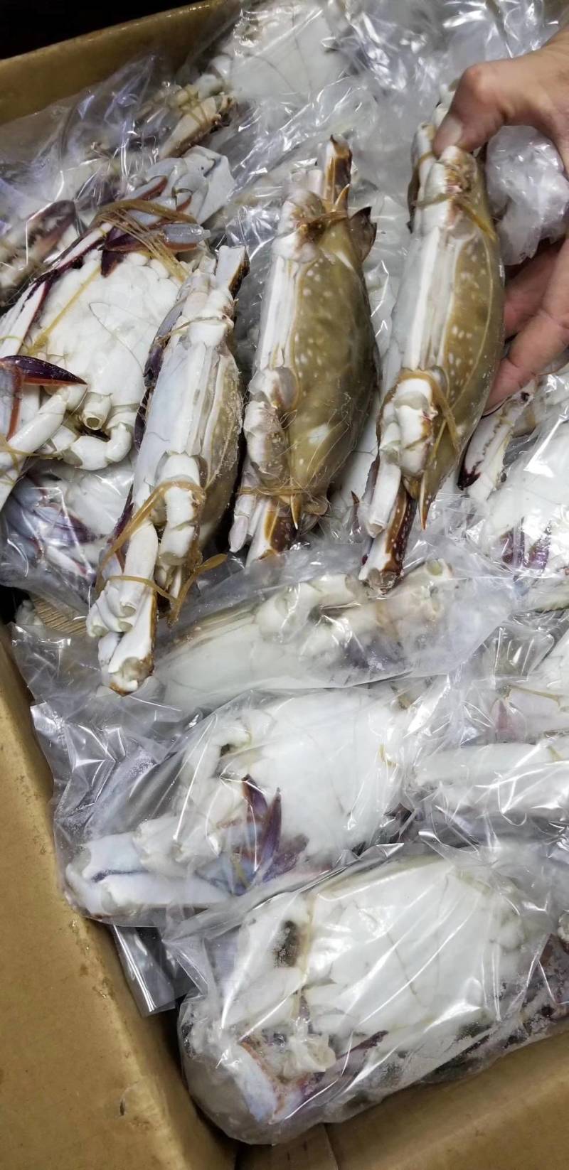 舟山梭子蟹，个头大，肉质饱满，支持全国发货，一手批发，工