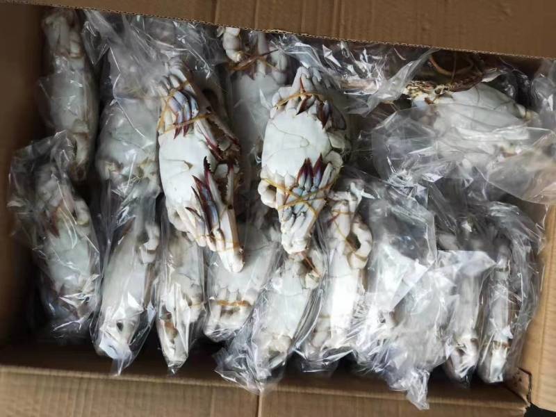 舟山梭子蟹，个头大，肉质饱满，支持全国发货，一手批发，工