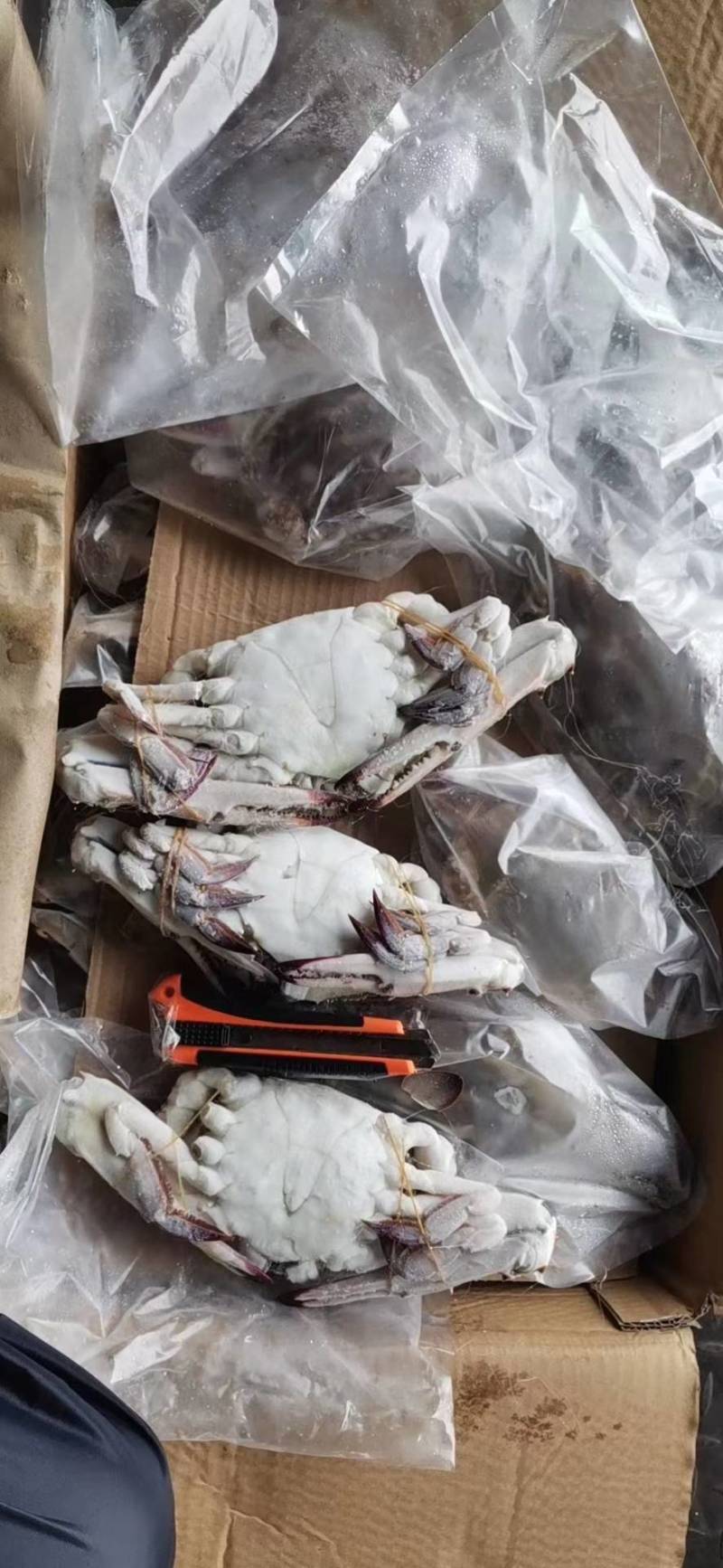 舟山梭子蟹，个头大，肉质饱满，支持全国发货，一手批发，工