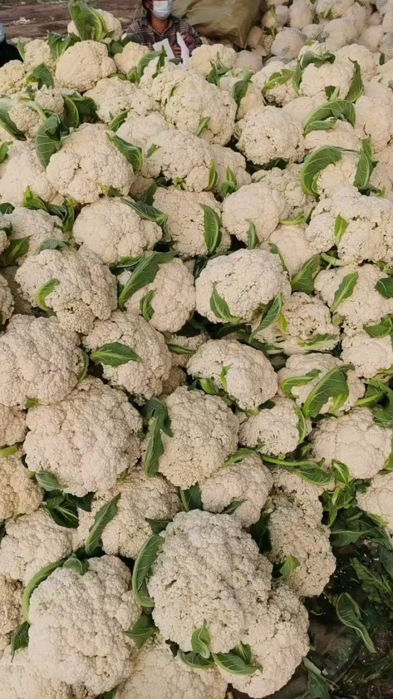河南精品有机菜花，白花菜，散花产地直供，量大质优