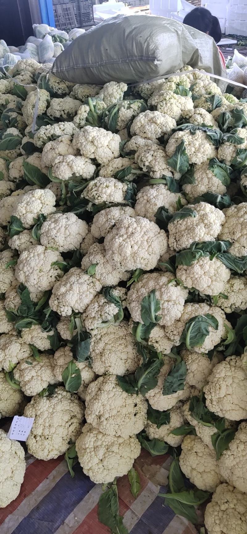 河南精品有机菜花，白花菜，散花产地直供，量大质优