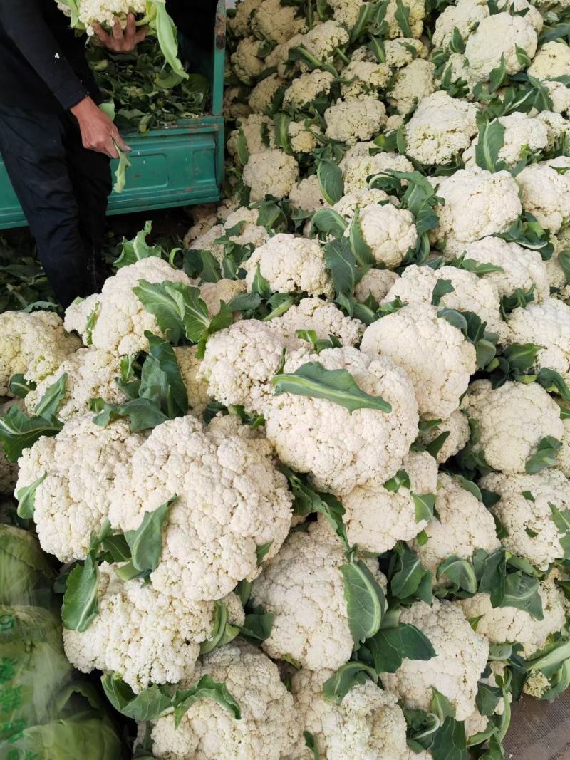 河南精品有机菜花，白花菜，散花产地直供，量大质优