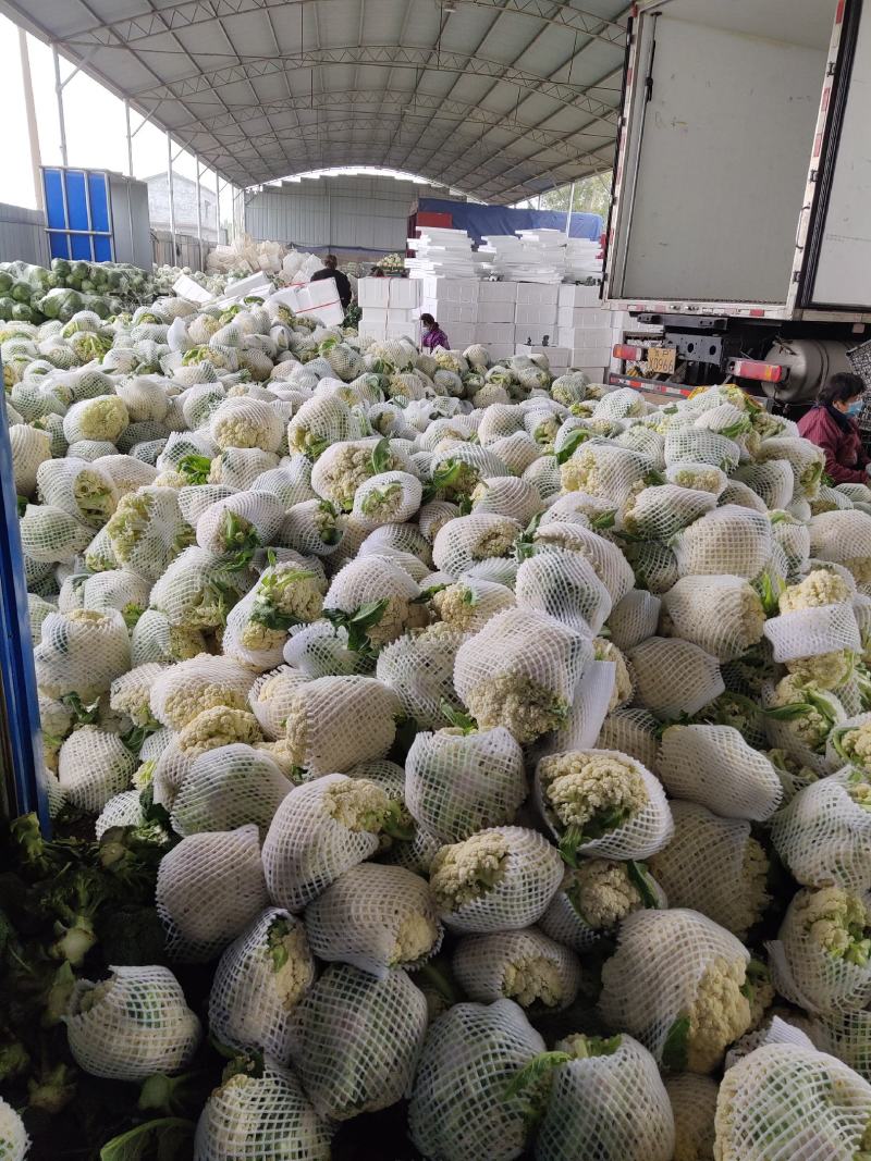 河南精品有机菜花，白花菜，散花产地直供，量大质优