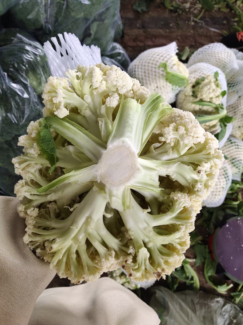 河南精品有机菜花，白花菜，散花产地直供，量大质优