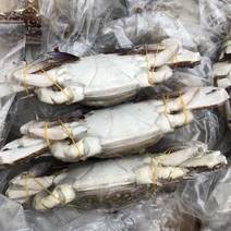 舟山梭子蟹，个头大，肉质饱满，支持全国发货，一手批发，工