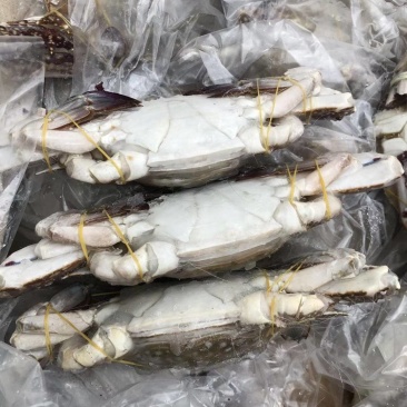 舟山梭子蟹，个头大，肉质饱满，支持全国发货，一手批发，工