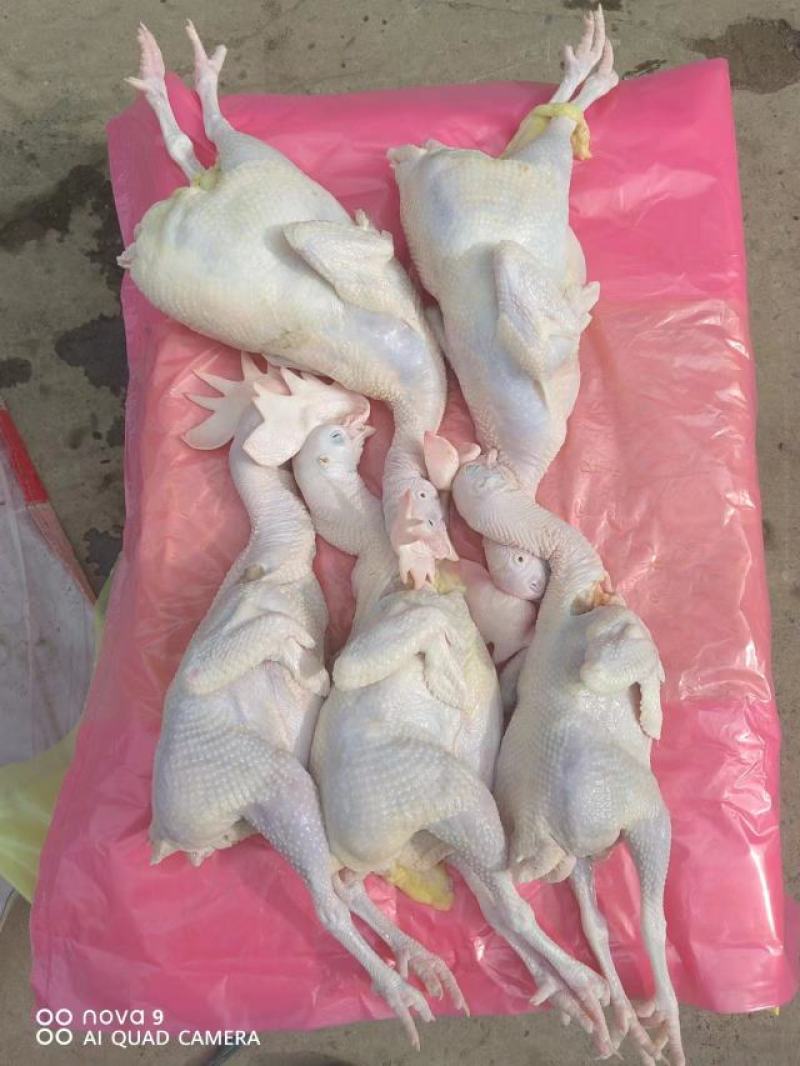 河南安阳滑县真空包装精品老母鸡白条鸡大量上市