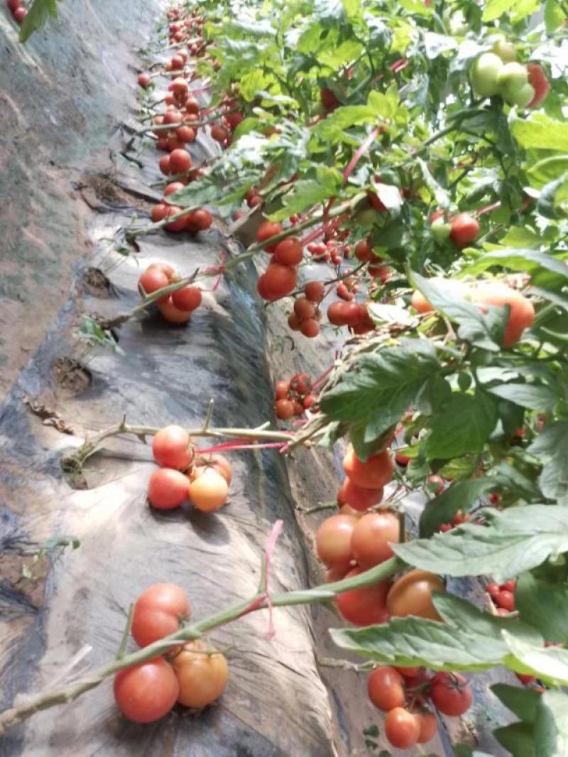 山东菏泽精品西红柿大量上市货源充足品质保证