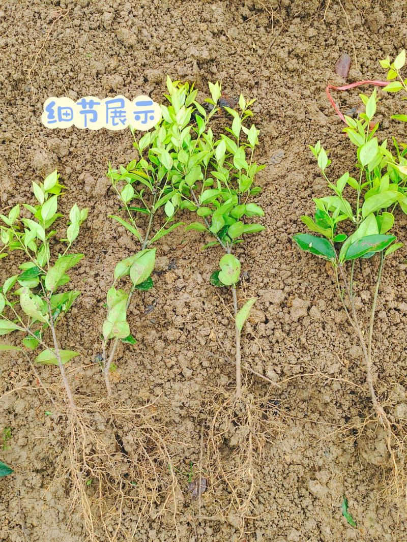 金森女贞小苗女贞球道路园林绿化工程彩叶苗木杯苗