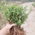 小叶栀子树雀舌栀子图片海栀子景观园林绿化工程苗木价格