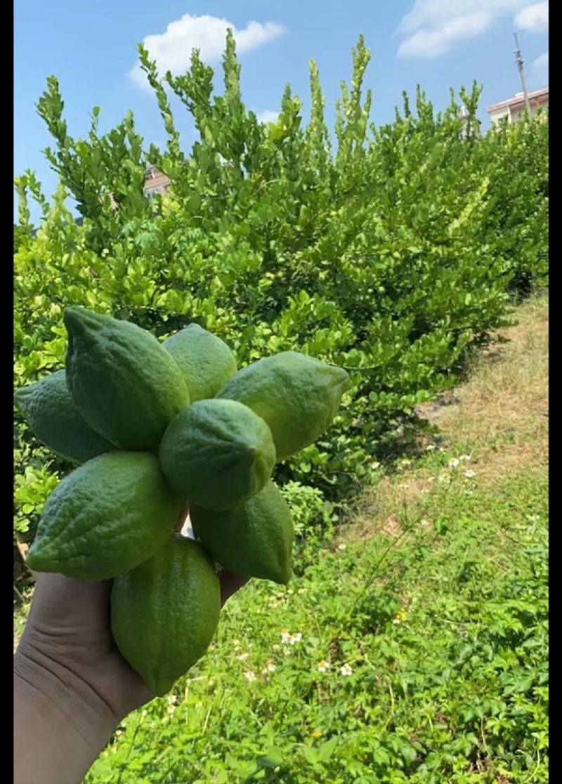 广东香水柠檬，产地果园直发，货源稳定，品质保证，全国发货