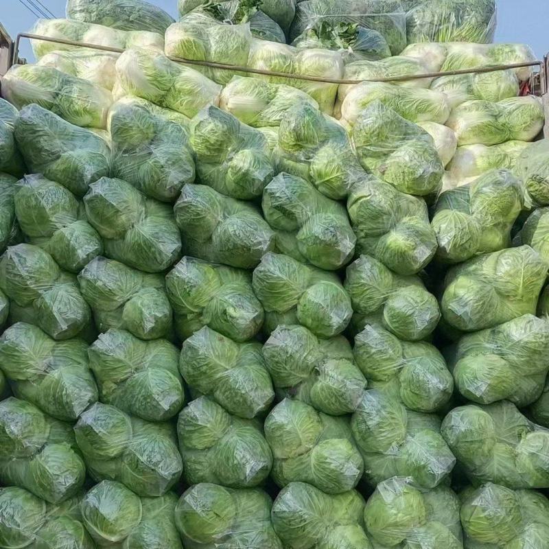 河南精品包菜洋白菜，中甘甘蓝，产量大质量好，协助调车发货