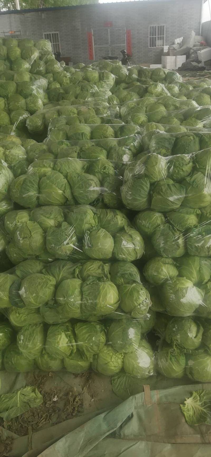 河南精品包菜洋白菜，中甘甘蓝，产量大质量好，协助调车发货