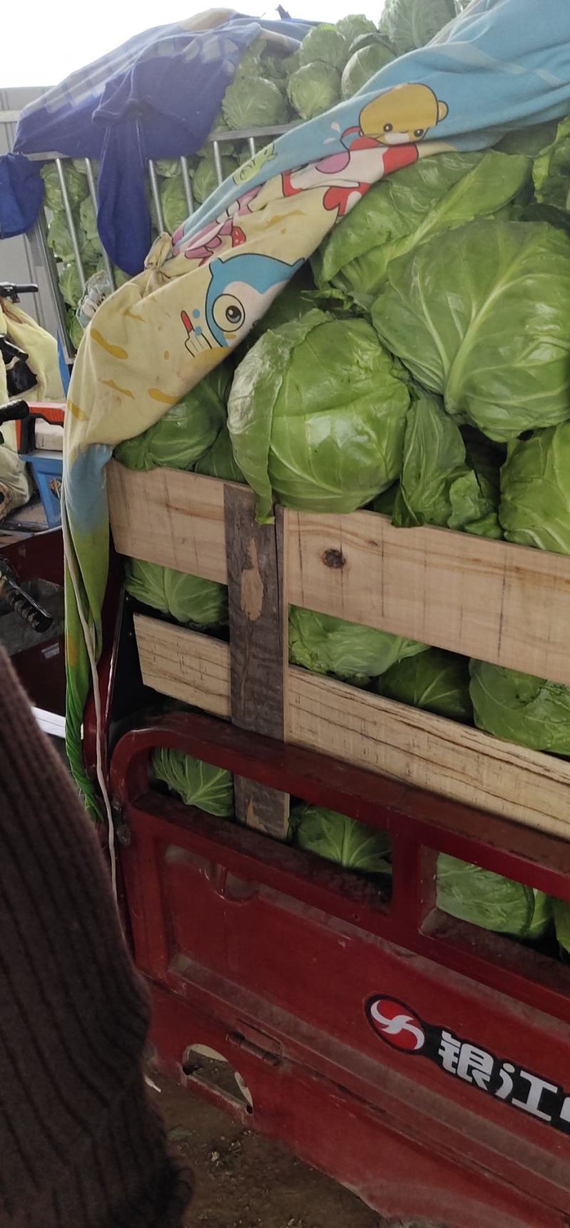河南精品包菜洋白菜，中甘甘蓝，产量大质量好，协助调车发货