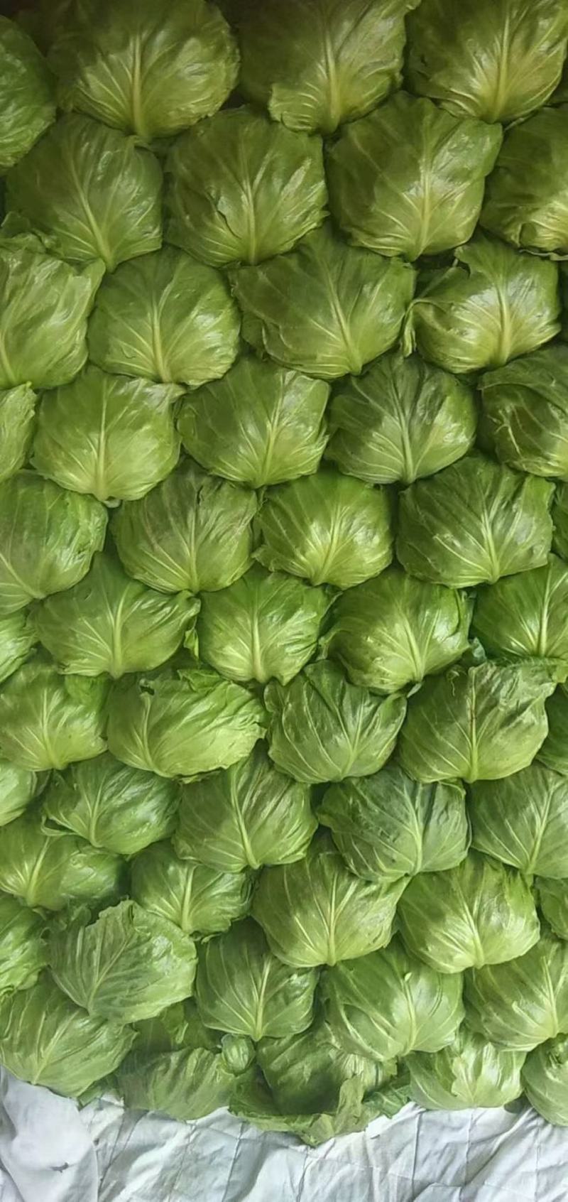 河南精品包菜洋白菜，中甘甘蓝，产量大质量好，协助调车发货