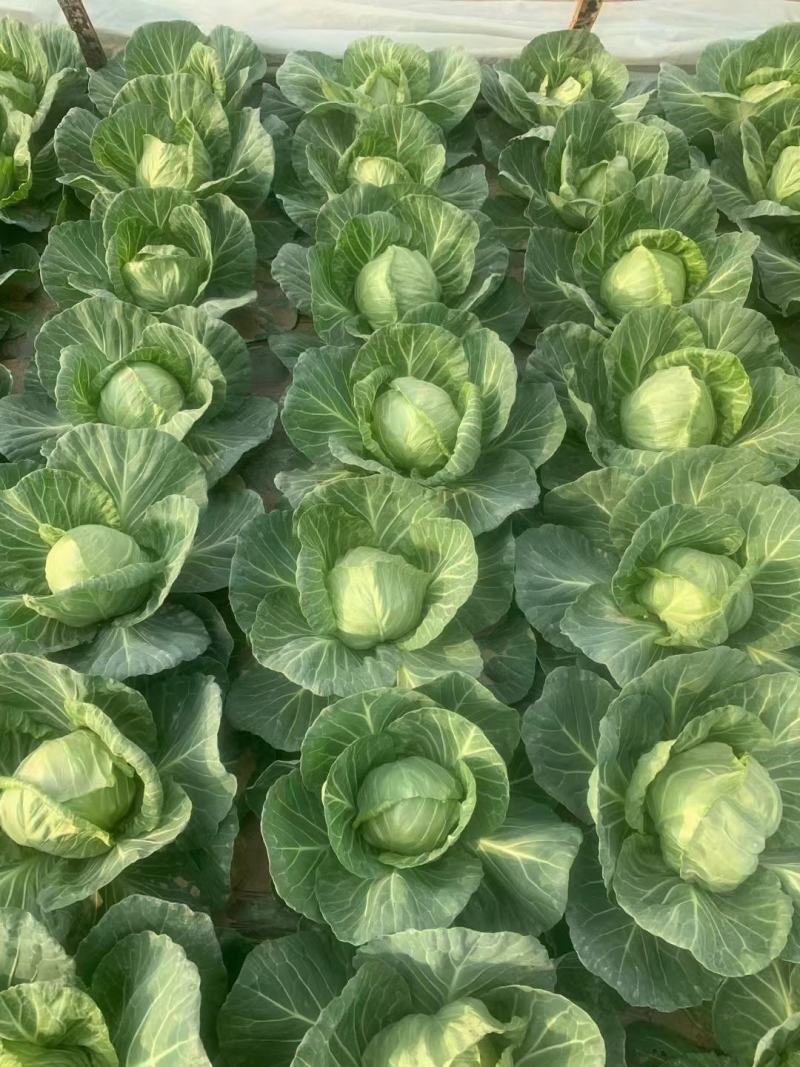 河南精品包菜洋白菜，中甘甘蓝，产量大质量好，协助调车发货