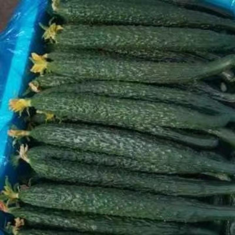 中农106黄瓜，顶花带刺，青皮青肉，鲜黄瓜大量上市中欢迎